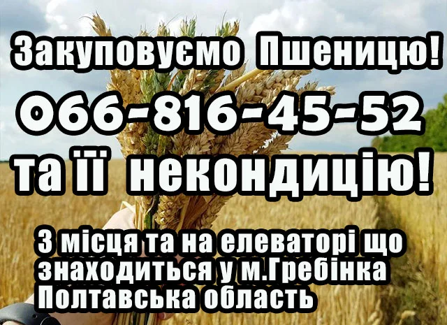 Закупівля пшениці 2,3,4 класу- фото № 1