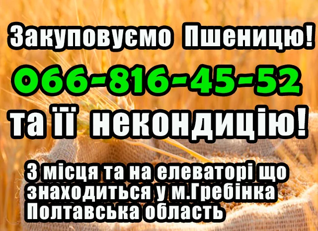 Покупка пшеницы 2,3,4 классов- фото № 1