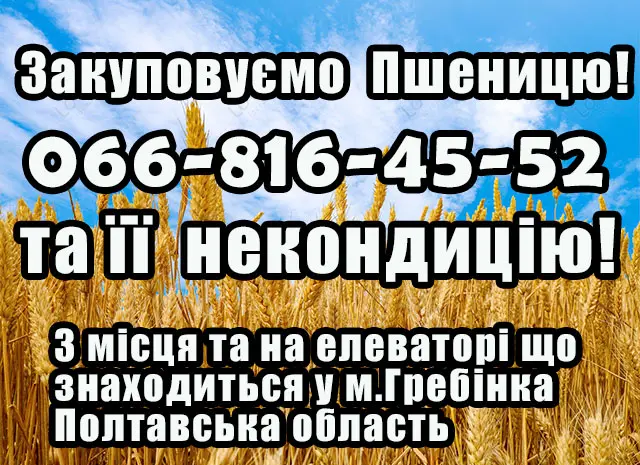 Закупаем пшеницу 2, 3, 4 класса- фото № 1