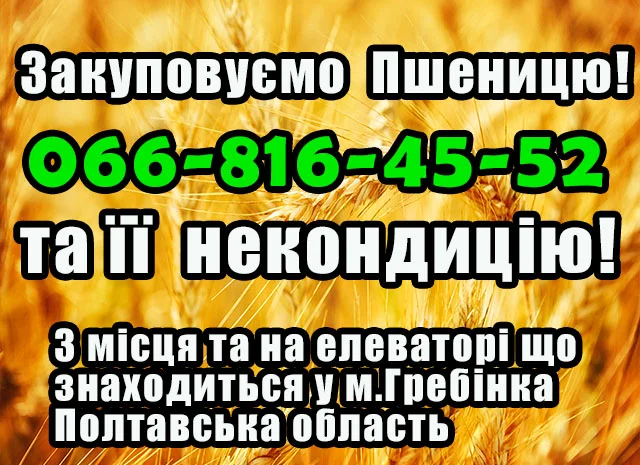 Закупівля пшениці 2,3,4 класів у Полтаві- фото № 1