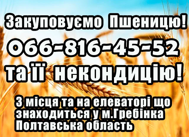 Закупівля пшениці 2,3,4 класу- фото № 1