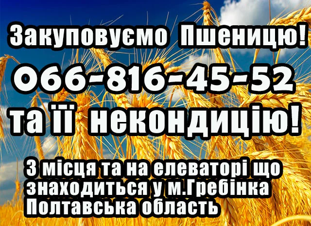 Закупаем пшеницу 2, 3, 4 класса- фото № 1