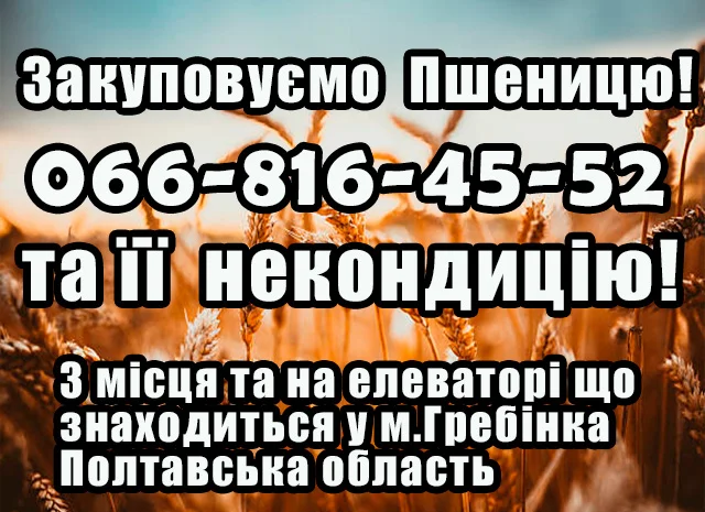 Закуповуємо пшеницю 2-4 класу та некондицію- фото № 1