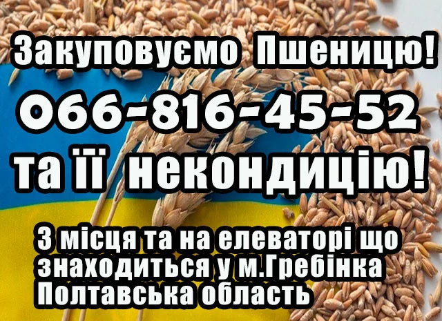 Закупівля пшениці 2,3,4 класу- фото № 1