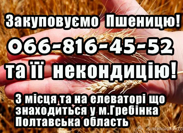 Закуповуємо пшеницю 2,3,4 класу- фото № 1