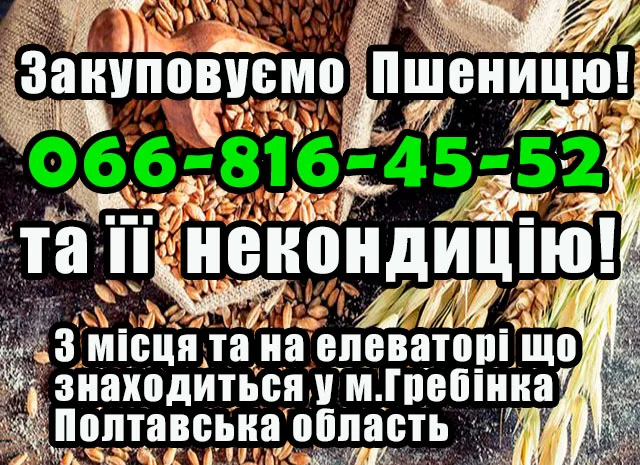 Елеватор купує пшеницю 2, 3, 4 класу- фото № 1