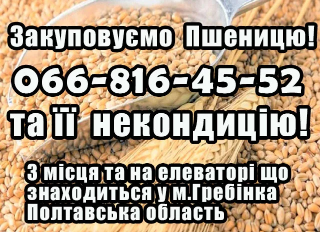 Покупка пшеницы 2 классов- фото № 1