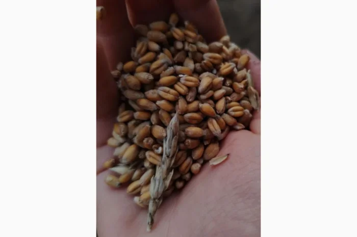 Продажа пшеницы сухой 2025 года- фото № 1