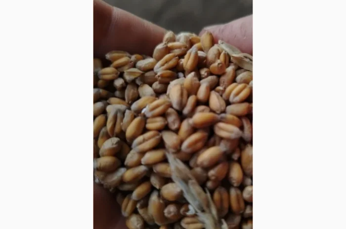 Продажа пшеницы сухой 2025 года- фото № 3