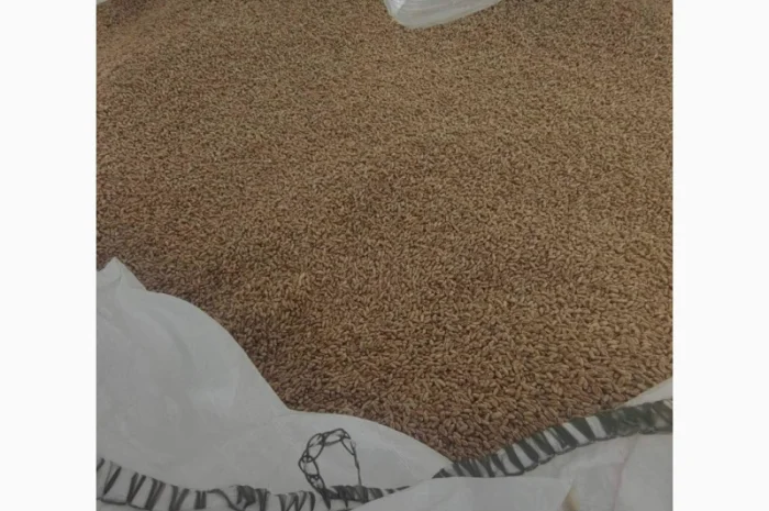 Продаж насіння ярої пшениці Кітрі- фото № 1