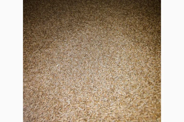 Продаж насіння ярої пшениці Кітрі- фото № 2