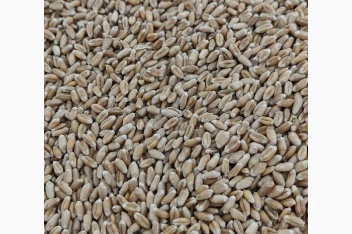 Продаж насіння ярої пшениці Кітрі- фото № 3