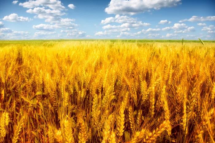 Пшениця на експорт від 1000 тонн- фото № 1