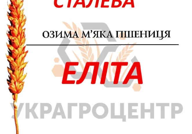Продаж насіння озимої пшениці СТАЛЕВА Еліта 2025р- фото № 1