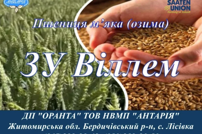 Продаж насіння озимої пшениці ЗУ Віллем- фото № 1