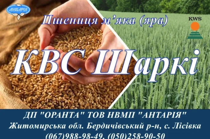 Яра пшениця КВС Шаркі на продаж- фото № 1