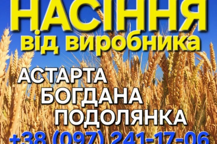 Продажа насіння озимої пшениці Астарта, Богдана, Подолянка- фото № 1