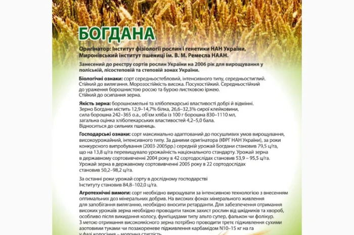 Насіння озимої пшениці Богдана (еліта) від виробника- фото № 1