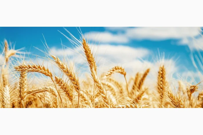 Пшениця високої якості на умовах F.O.B.- фото № 1