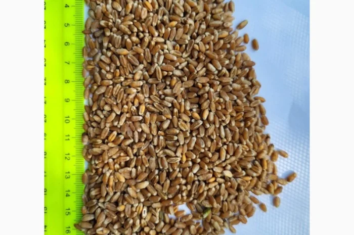 Продажа пшеницы 4 класс от фермерского хозяйства- фото № 1