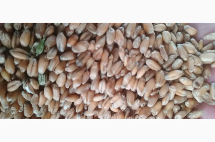 Продажа пшеницы и жита в мешках- фото № 1