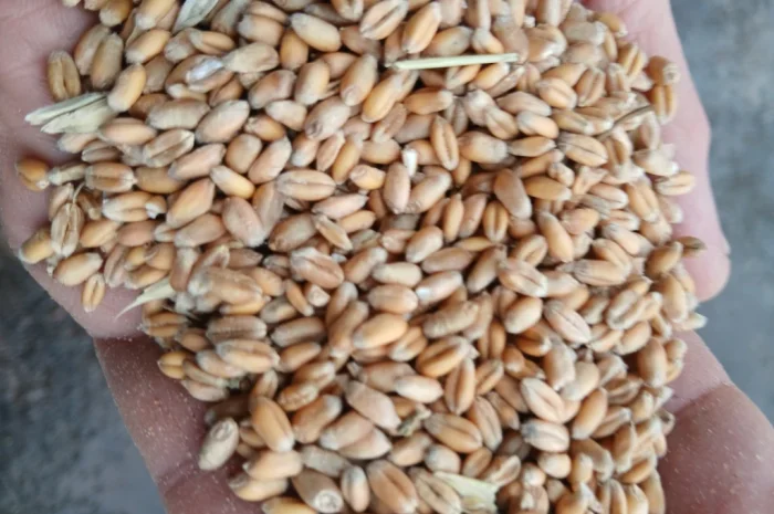 Продаж пшениці фуражної від 3 тонн- фото № 1