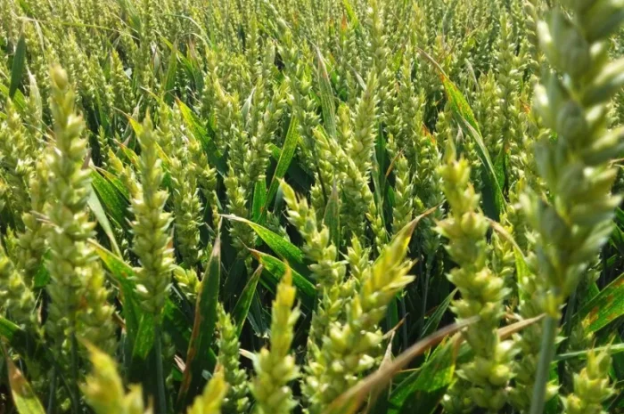 Продажа семян ультраранней озимой пшеницы- фото № 1