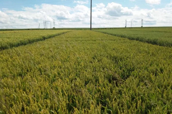 Продажа семян ультраранней озимой пшеницы- фото № 2