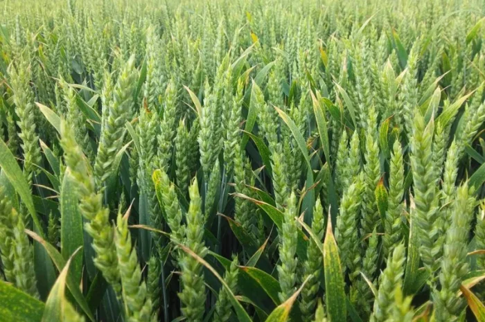 Продажа семян ультраранней озимой пшеницы- фото № 3