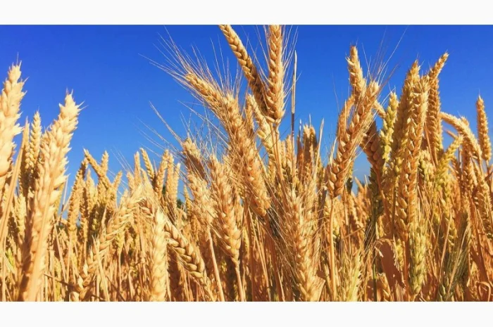 Продаж насіння Пшениці Ярої- фото № 2