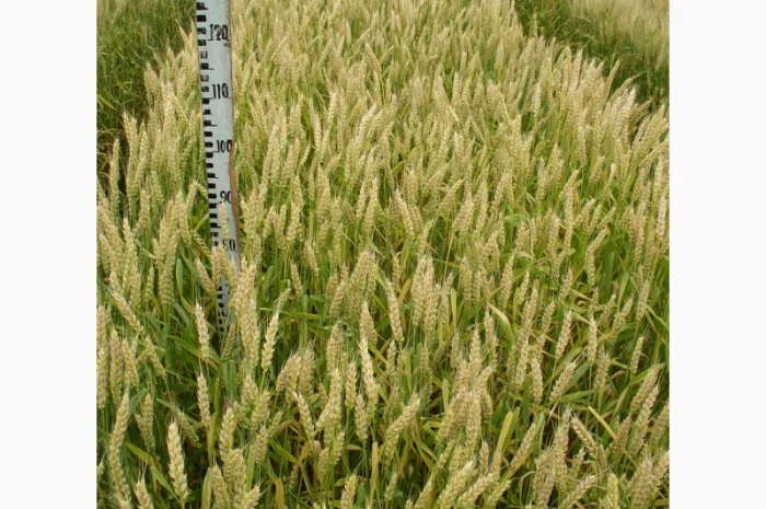 Семена озимої пшениці сорту Кубус- фото № 1