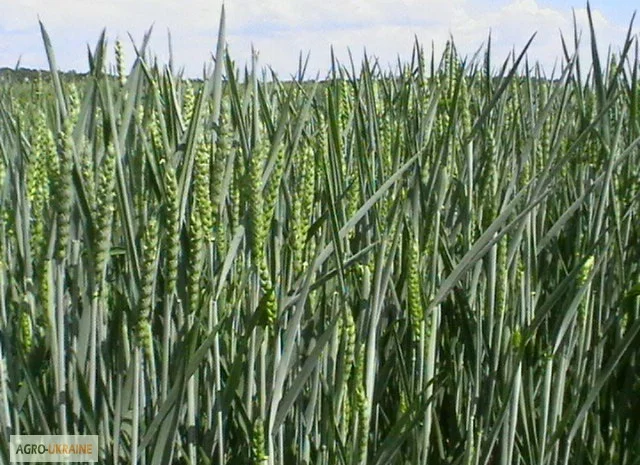 Насіння озимої пшениці сорту Мулан- фото № 1