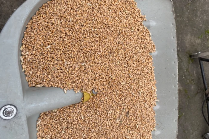 Продаж пшениці 4 класу- фото № 1