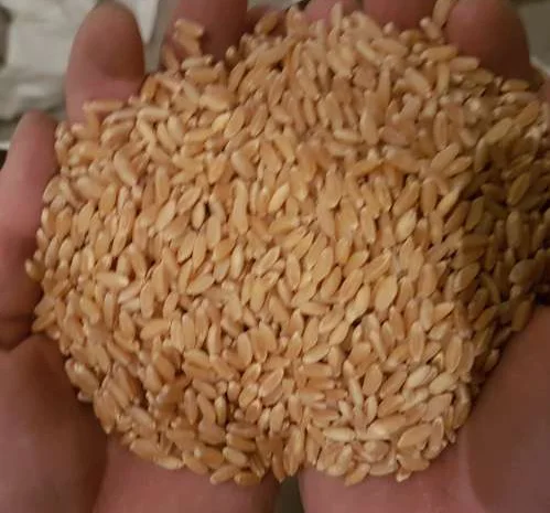 Насіння озимої пшениці Канадський сорт- фото № 1