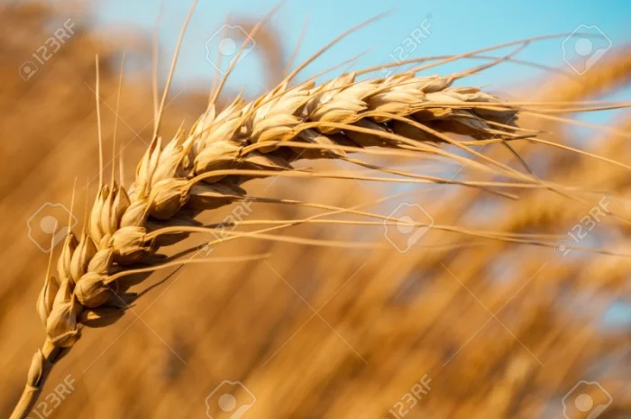 Насіння канадської пшениці на продаж- фото № 2