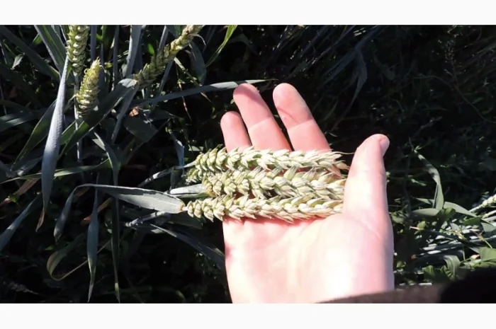 Насіння канадської пшениці на продаж- фото № 3