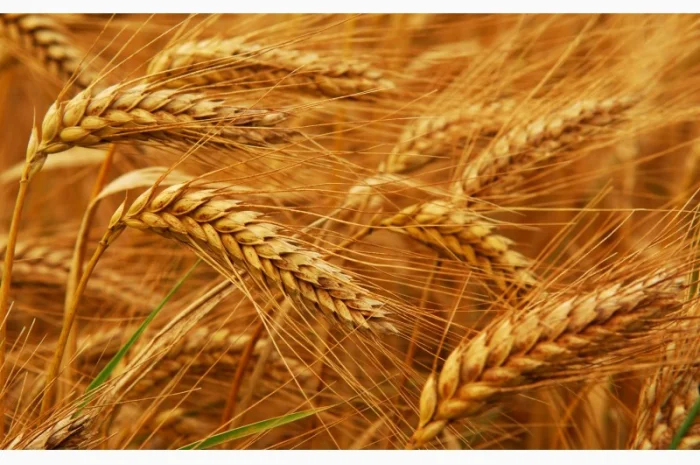 Семена Канадської елітної пшениці на продаж- фото № 1