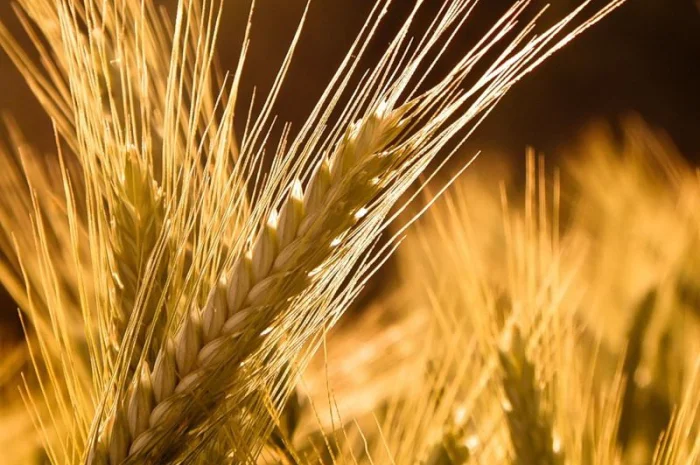 Семена Канадської елітної пшениці на продаж- фото № 3