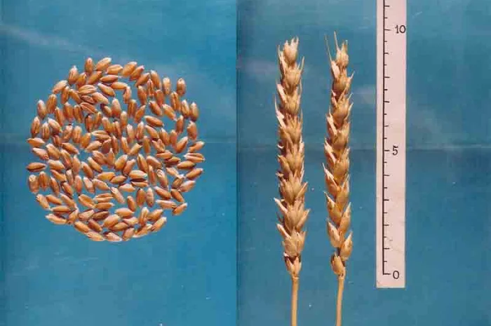 Продаж насіння Канадської пшениці Калидон- фото № 3