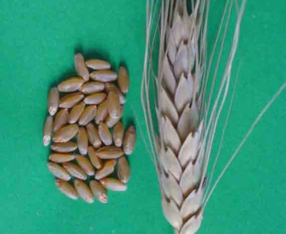 Продаж насіння Канадської пшениці Калидон- фото № 4