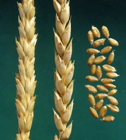 Продаж озимої високоврожайної пшениці сорту Манітоба- фото № 6