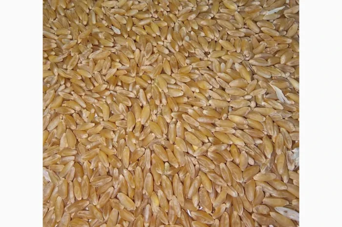 Покупка пшеницы твердых сортов- фото № 1