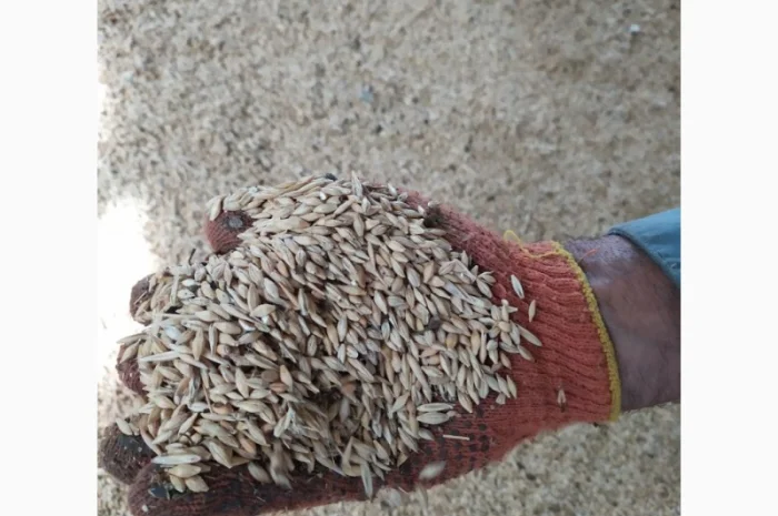 Продаю пшеницю урожаю 2023 року- фото № 1