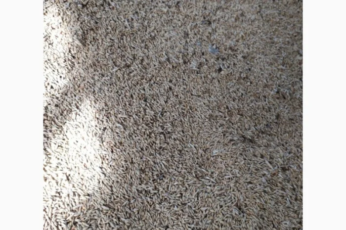 Продаю пшеницю урожаю 2023 року- фото № 2