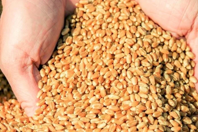 300 тонн пшеницы 3 класса- фото № 1