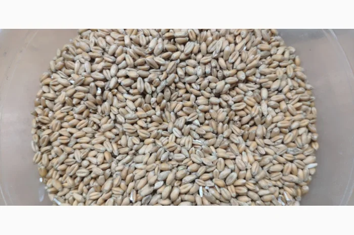 Куплю очищену пшеницю 4 класу- фото № 1