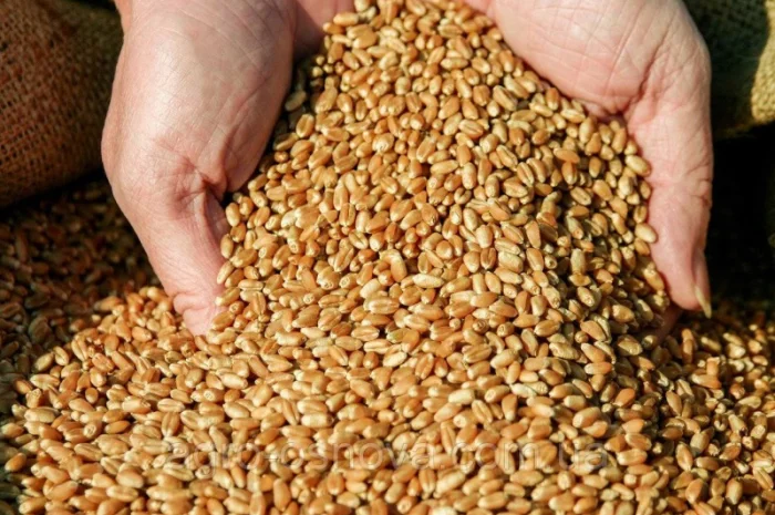 Пшениця Максима одеська на продажу- фото № 1