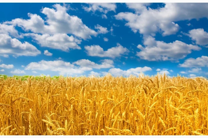 Закупаем пшеницу 2-3 класса дорого в г. Запорожье- фото № 1