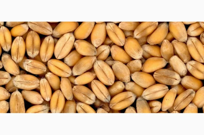 Закупівля пшениці фураж у Луцьку- фото № 1