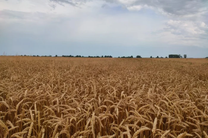Пшеничный фураж на продажу- фото № 1